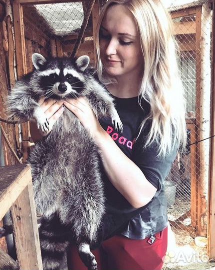 Передержка для животных. Ситтер. Выгул собак