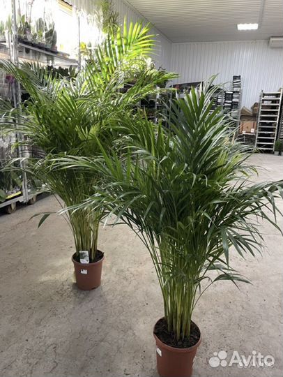 Пальма Арека (Дипсис) Хризалидокарпус