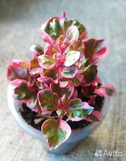 Ирезине вариегатная