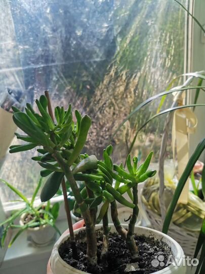 Крассула хоббит