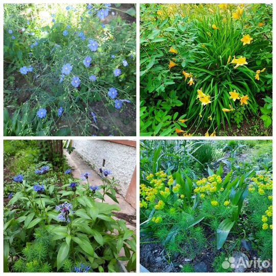 Цветы многолетники