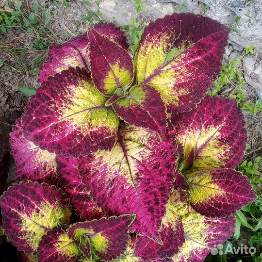 Колеус Аватар