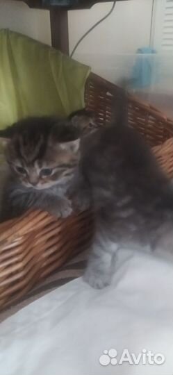 Кошки породистые