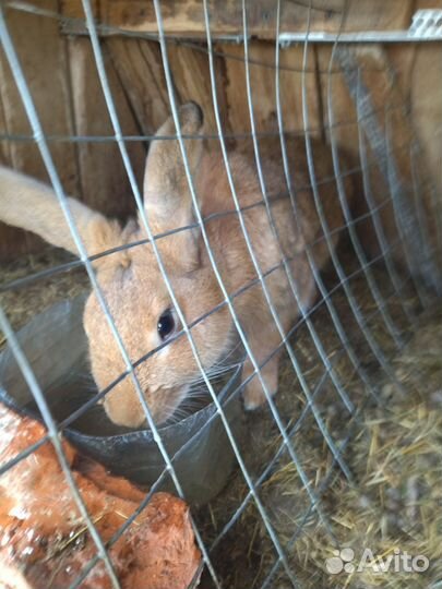 Домашний кролики