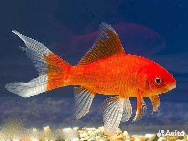 Рыбки кометы