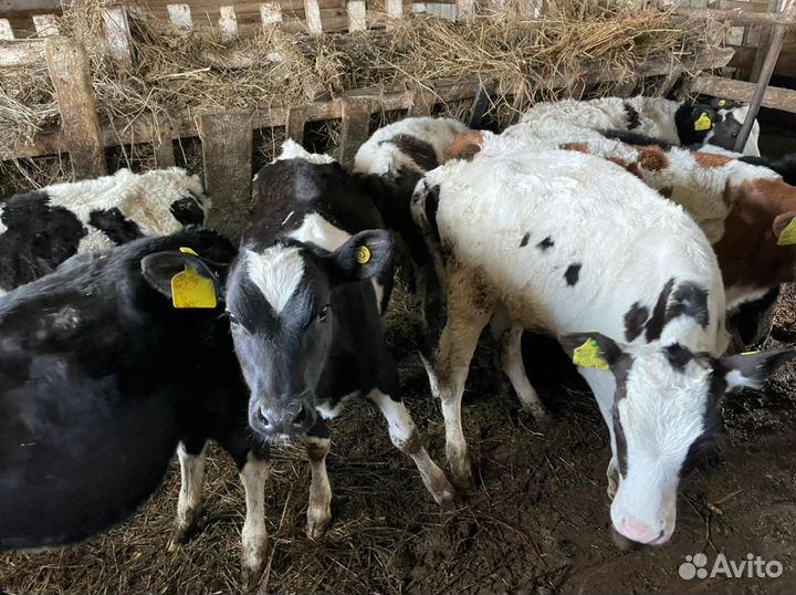 Бычки 1-3 месяца