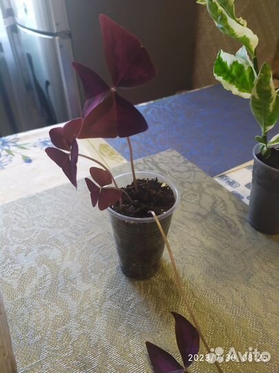 Продам цветы комнатные