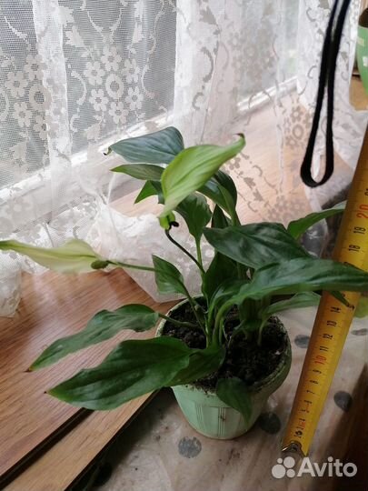 Продам цветы комнатные