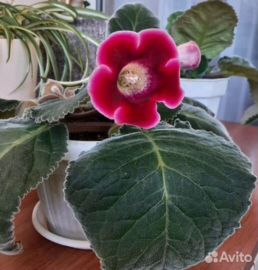 Глоксиния цветущая