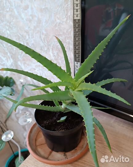 Алоэ древовидное