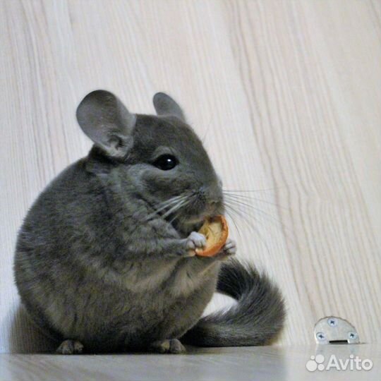 Шиншилла мальчик Фиолетовый Эбони средний