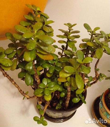 Денежное дерево (толстянка)