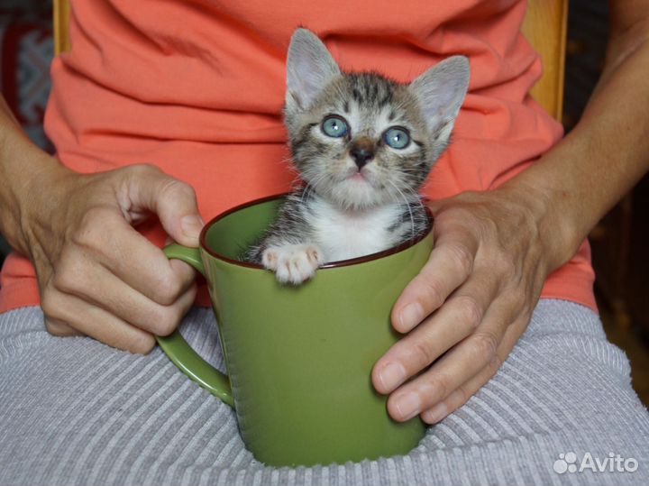 Котёнок мальчик