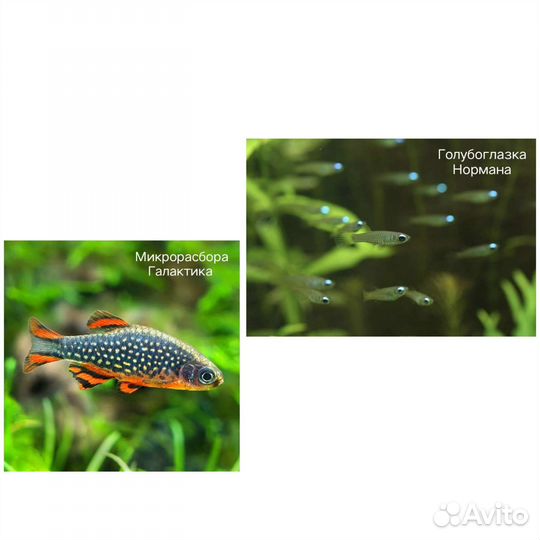 Аквариумные рыбки, креветки, улитки