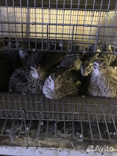 Инкубационное яйцо перепелов(фараон)