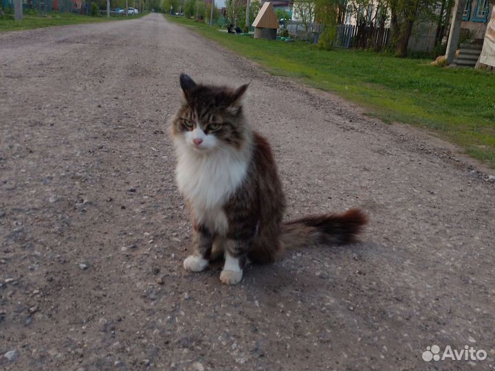 Лайох кушак