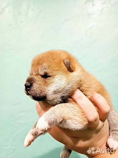 Щенки сиба ину