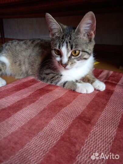 Кошечка в добрые руки