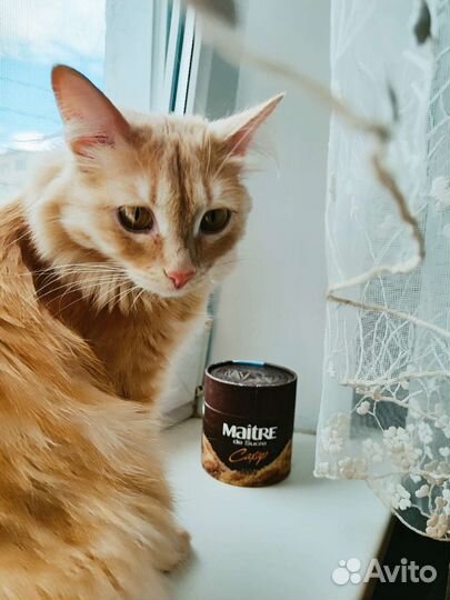 Кошка стерилизованные