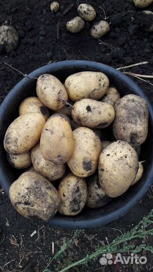 Продам картофель