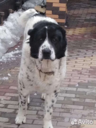 Вязка алабай