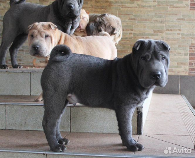 Шарпей щенки