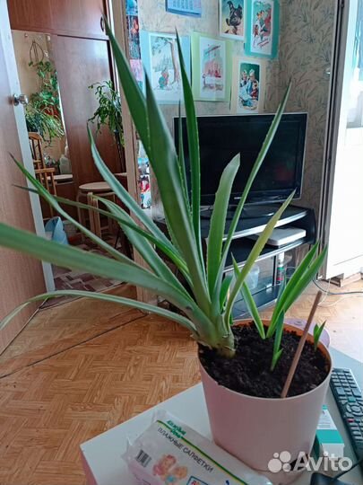 Суккуленты, Агава американская