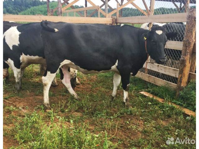 Нетели Телки чистопородные племенные молочные