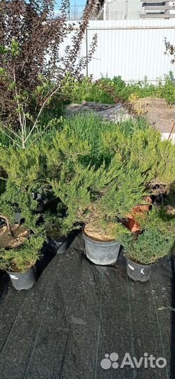 Можжевельник