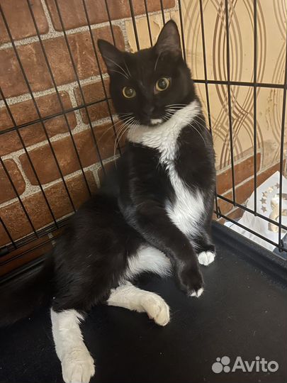 Полли ищет дом