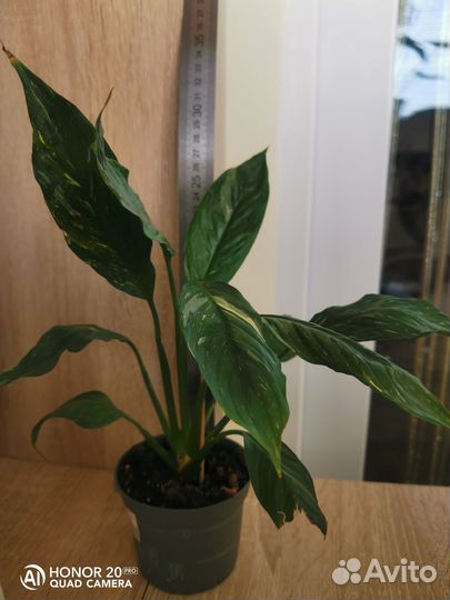 Спатифиллум Уоллиса вар