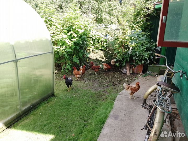 Домашние куриные яйца