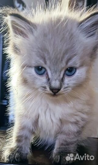 Котёнок девочка