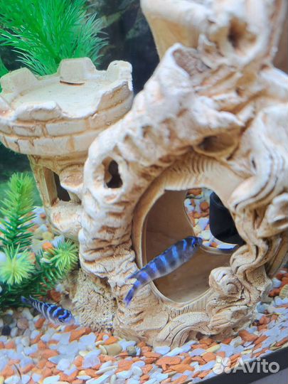 Цихлиды подростки