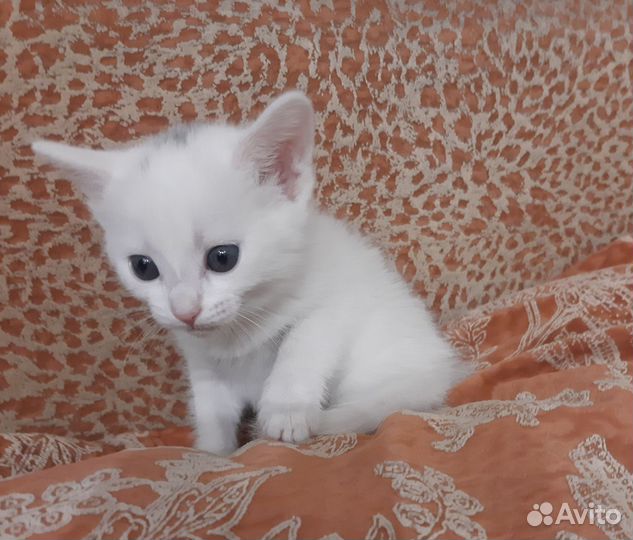 Котят