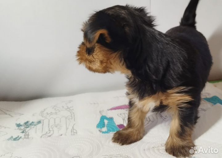 Йоркширский терьер