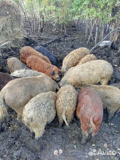 Продам поросят