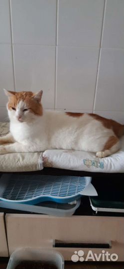 Кот-бегемот