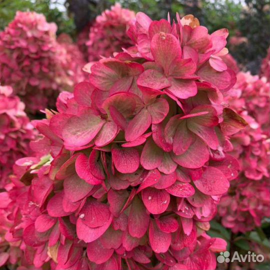 Гортензия Колорфул Коктейль Новинка