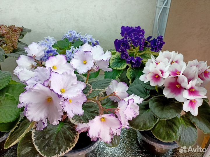 Листики сортовых фиалок
