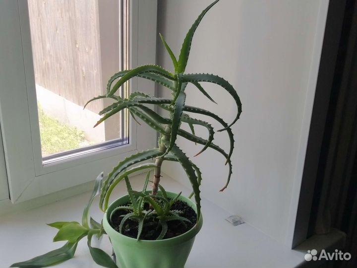 Алоэ лечебный