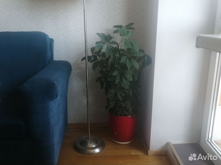 Пахира акватика одноствольная