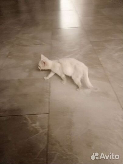 Кошка в дар бесплатно
