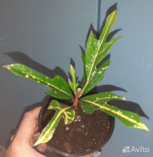 Кротоны сортовые