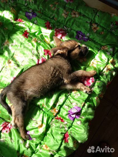 Щенок в дом