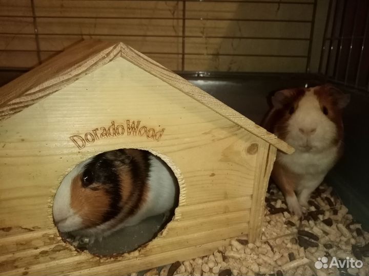 Морская свинка с клеткой