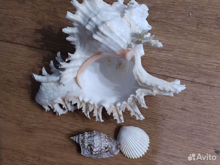 Ракушка морская большая