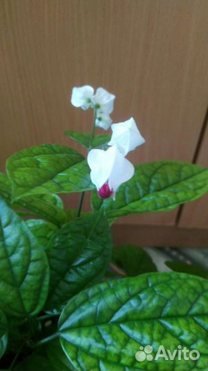 Мушмула, клеродендрум