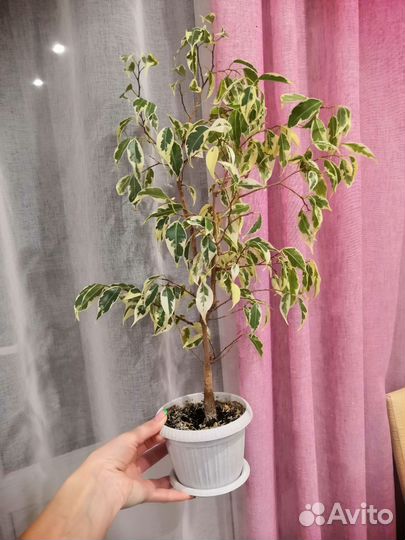 Фикус Лакиа