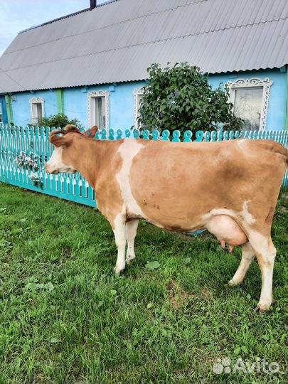 Продам корову